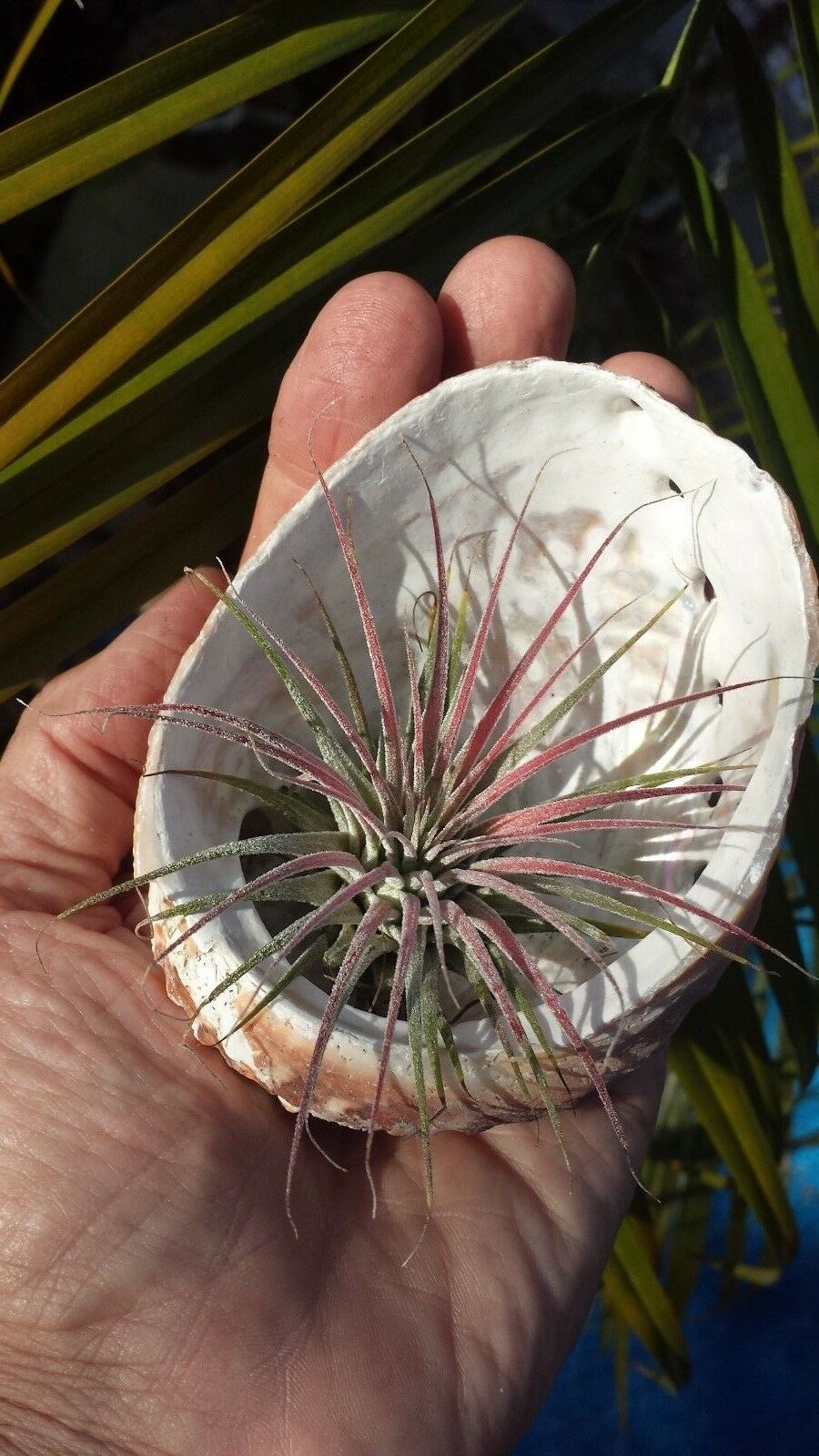 Brom.Tillandsia ionantha hanging in Abalone sea shell Air Plant