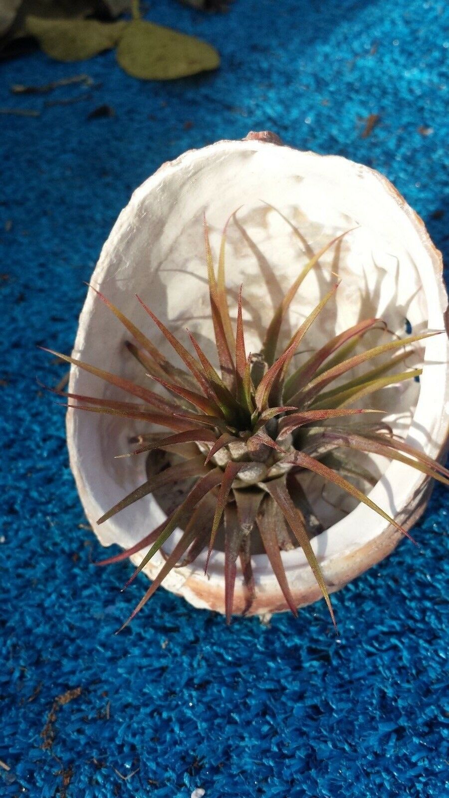 Brom.Tillandsia ionantha hanging in Abalone sea shell Air Plant