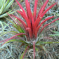 Brom.Tillandsia ionantha hanging in Abalone sea shell Air Plant