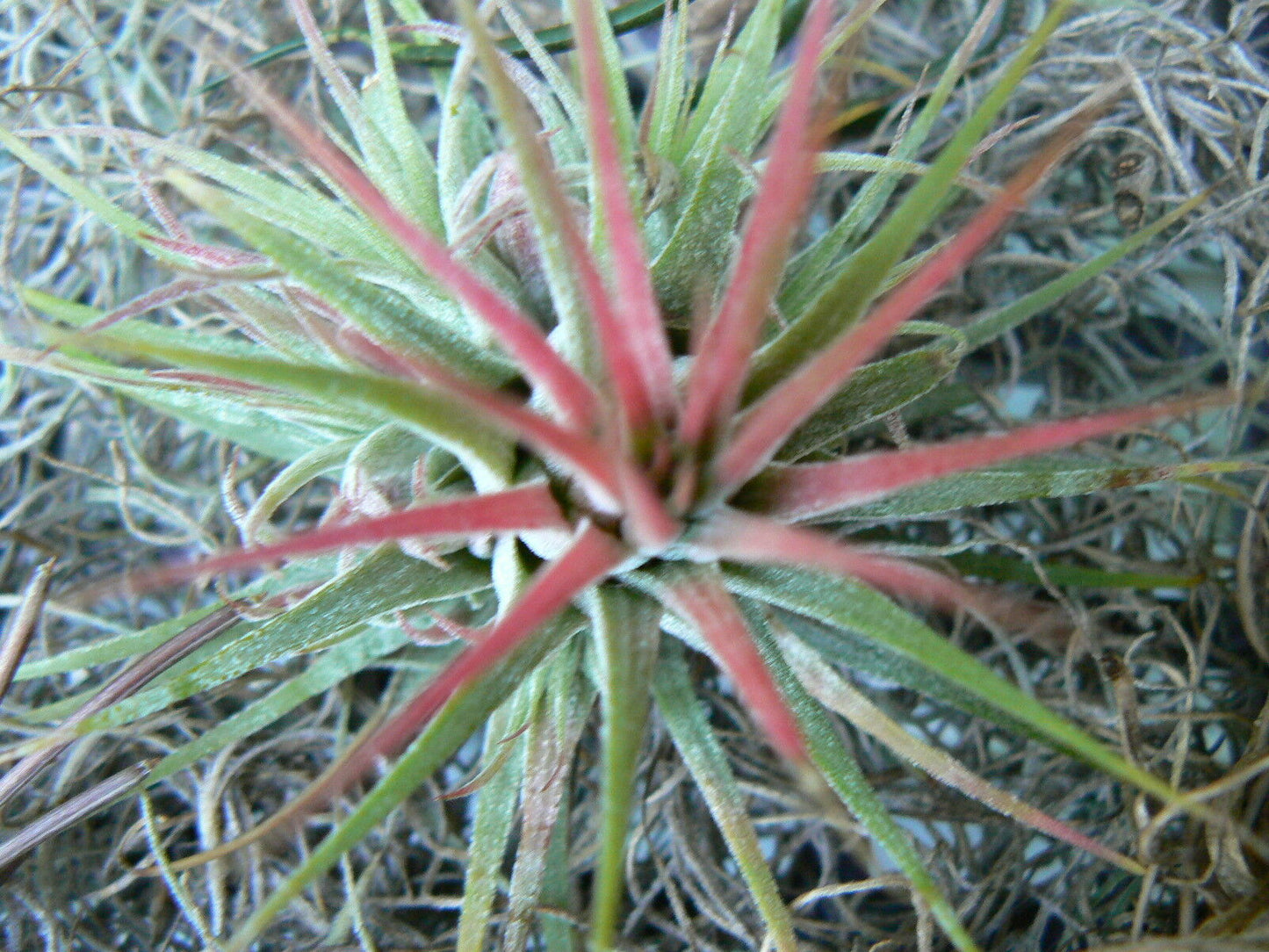 Brom.Tillandsia ionantha hanging in Abalone sea shell Air Plant