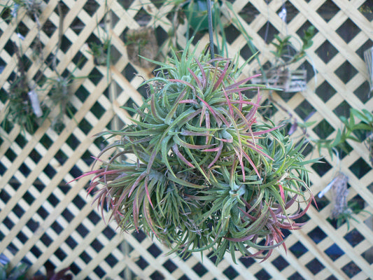 Bromeliad Tillandsia ionantha small, medium, large size Starter Hanging Ball