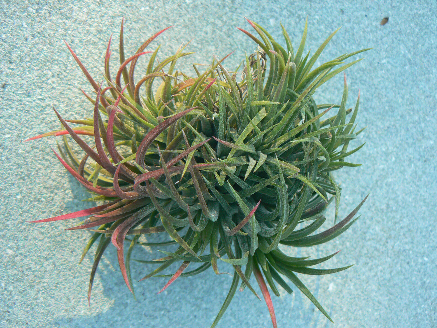Bromeliad Tillandsia ionantha small, medium, large size Starter Hanging Ball