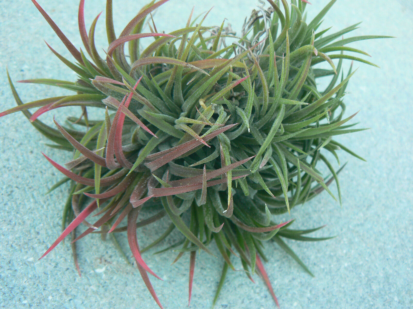 Bromeliad Tillandsia ionantha small, medium, large size Starter Hanging Ball