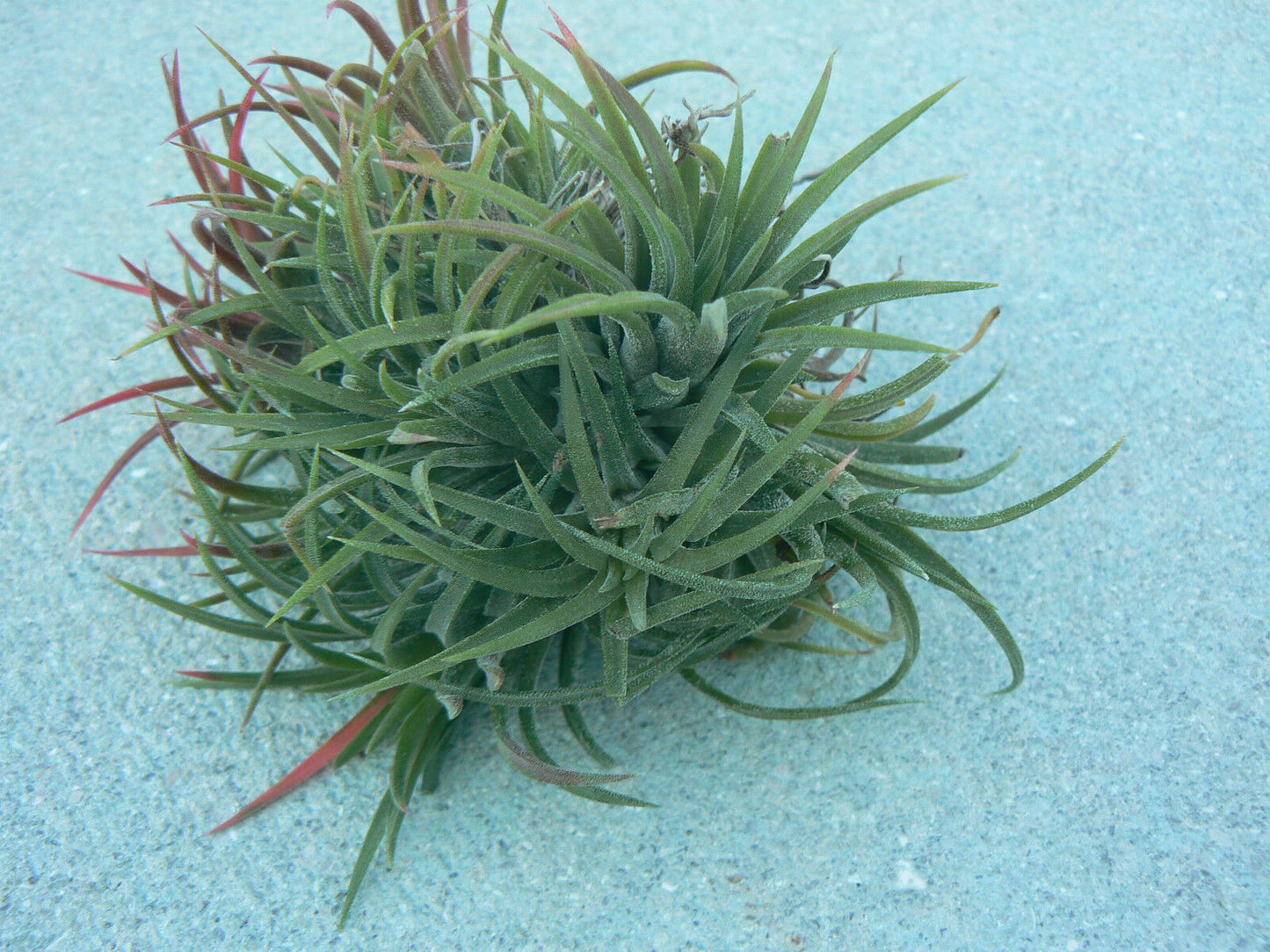 Bromeliad Tillandsia ionantha small, medium, large size Starter Hanging Ball