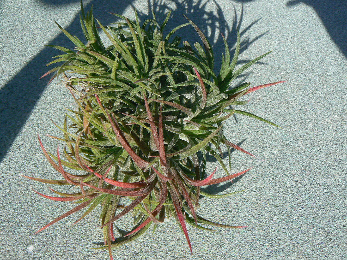 Bromeliad Tillandsia ionantha small, medium, large size Starter Hanging Ball