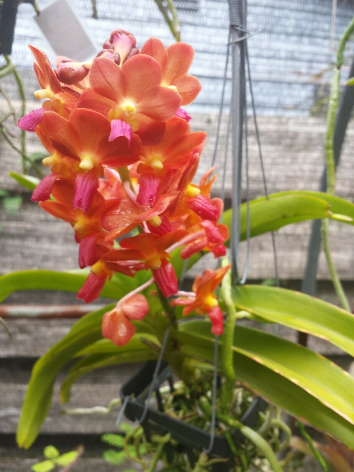 Vanda Perreiraara Tony Tan Keng Yam