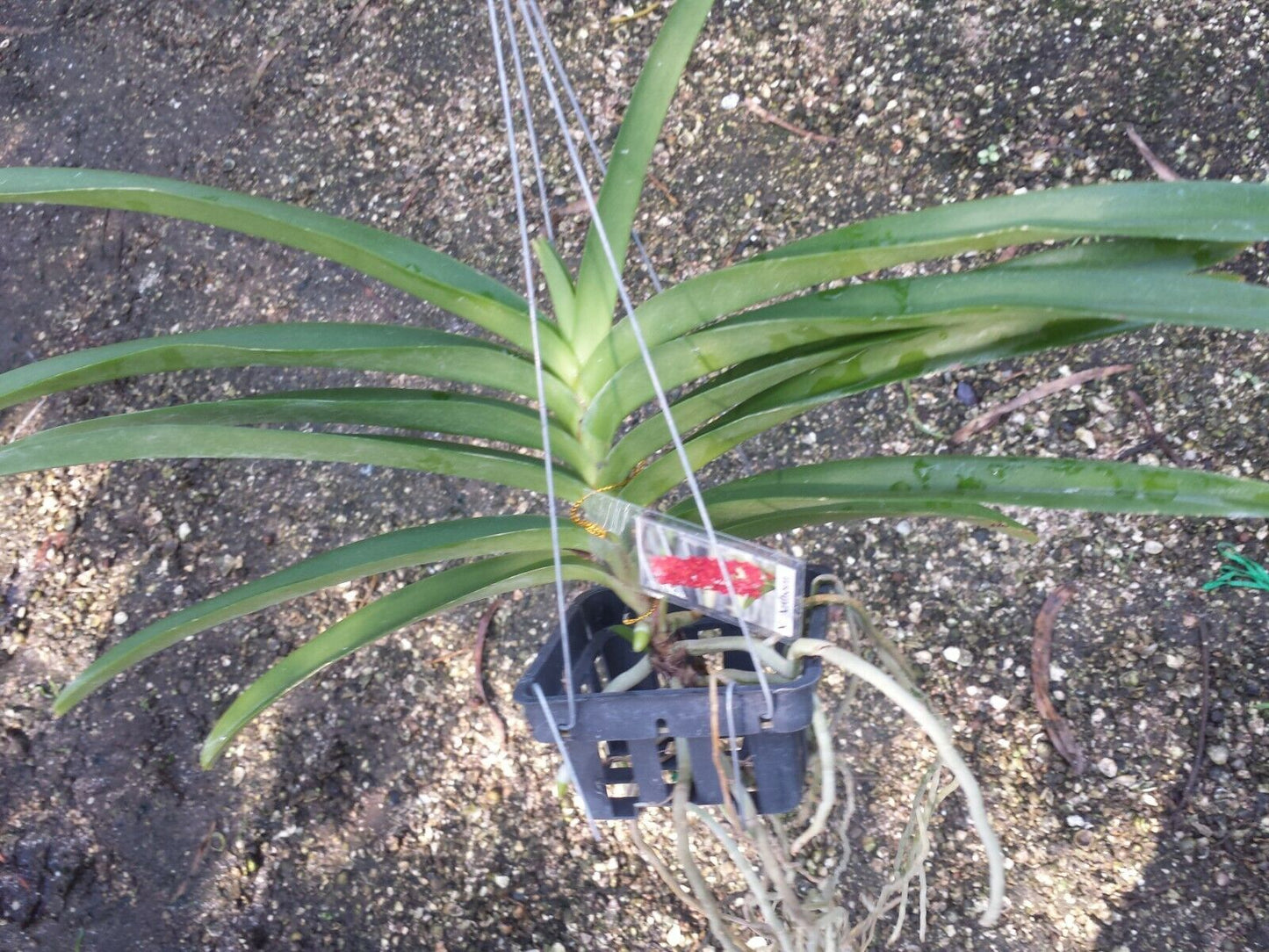 Vanda Arthorn Tropical Hanging Plants