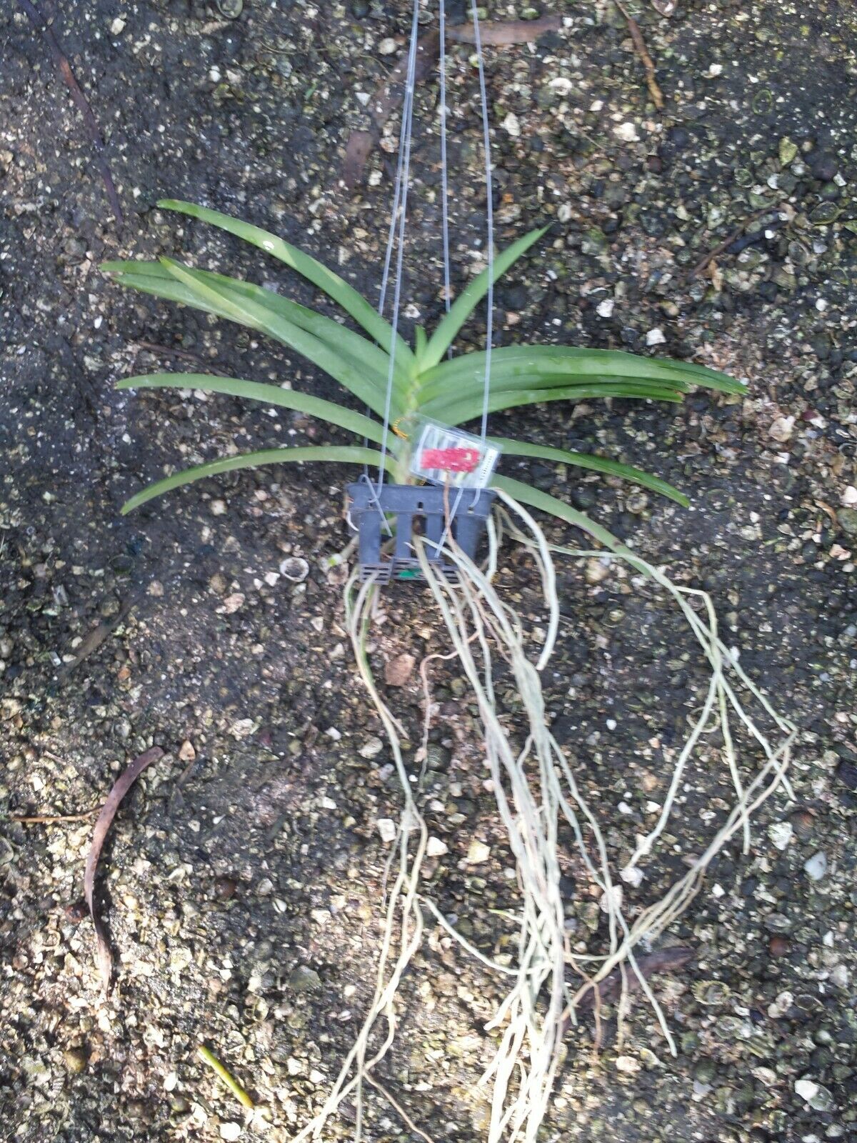 Vanda Arthorn Tropical Hanging Plants