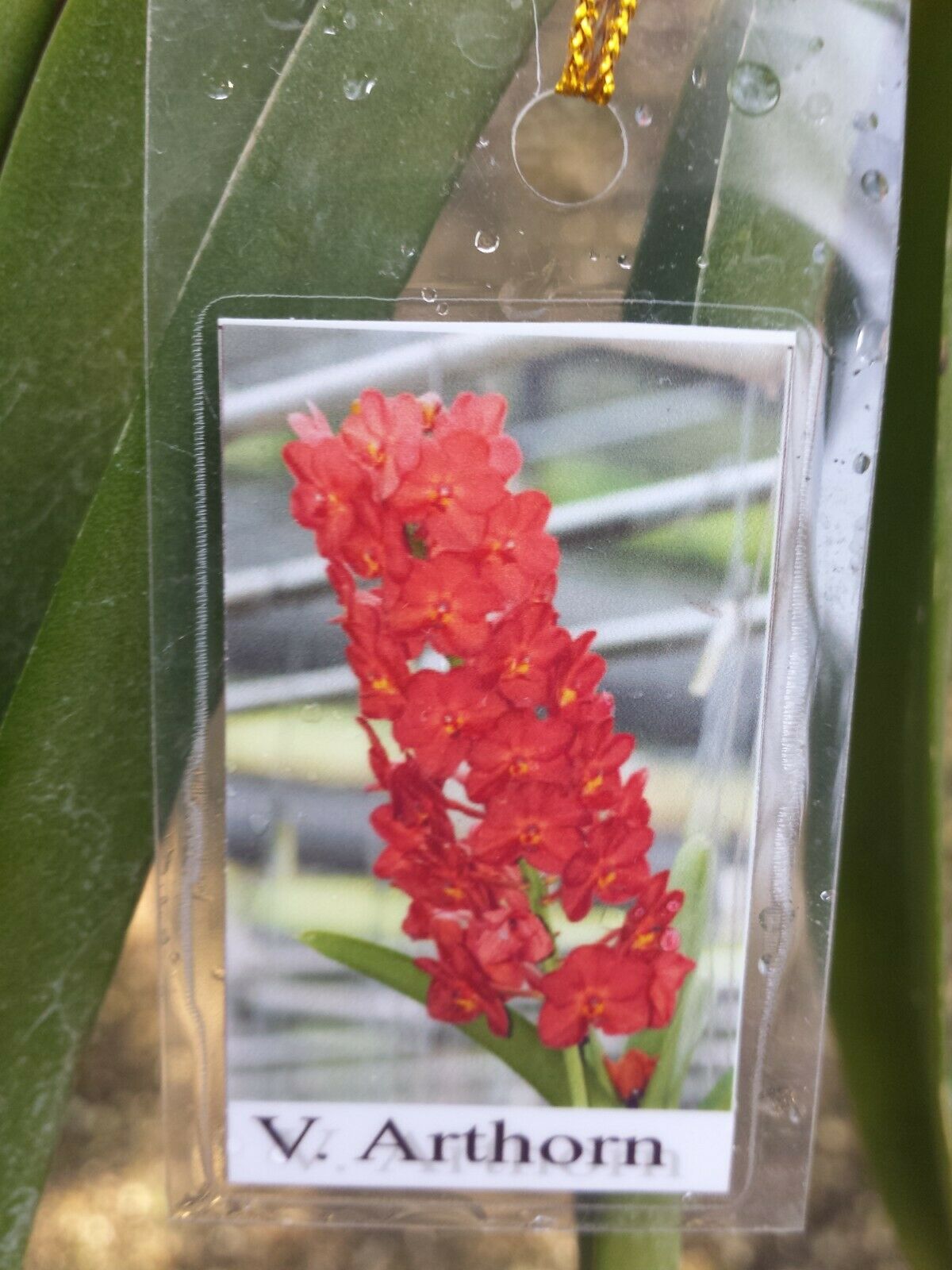 hanging ginger plant Vanda Arthorn Tropical Hanging Plants – MadHappenings