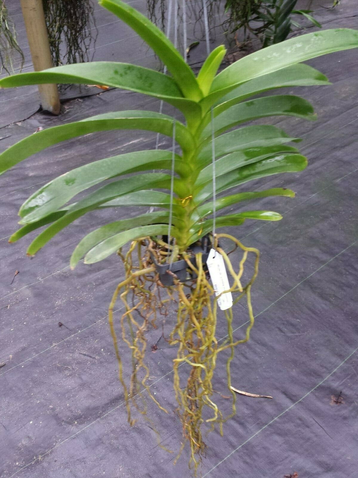 Vanda Renantanda Cherry Rose