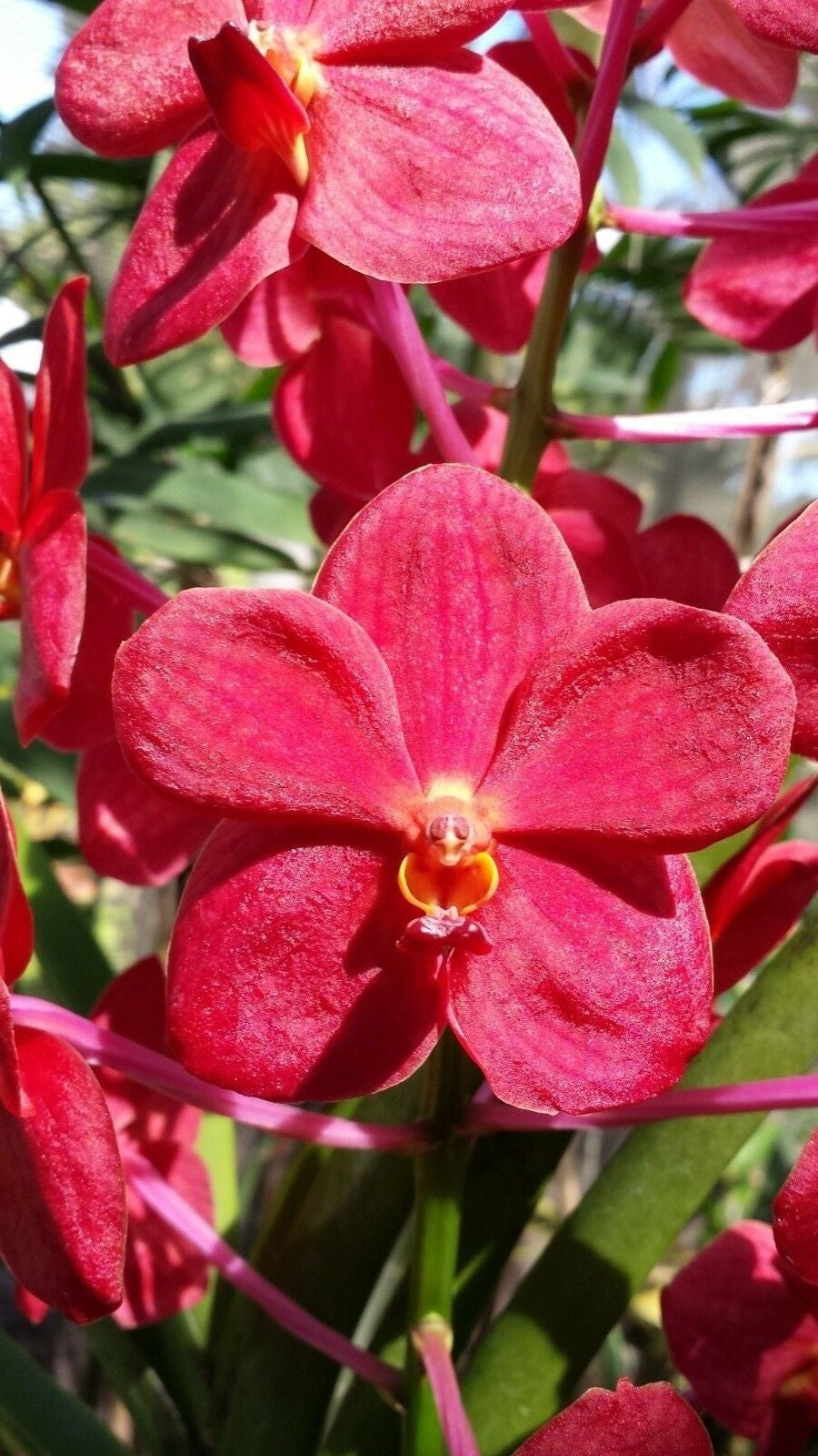 Vanda Renantanda Cherry Rose