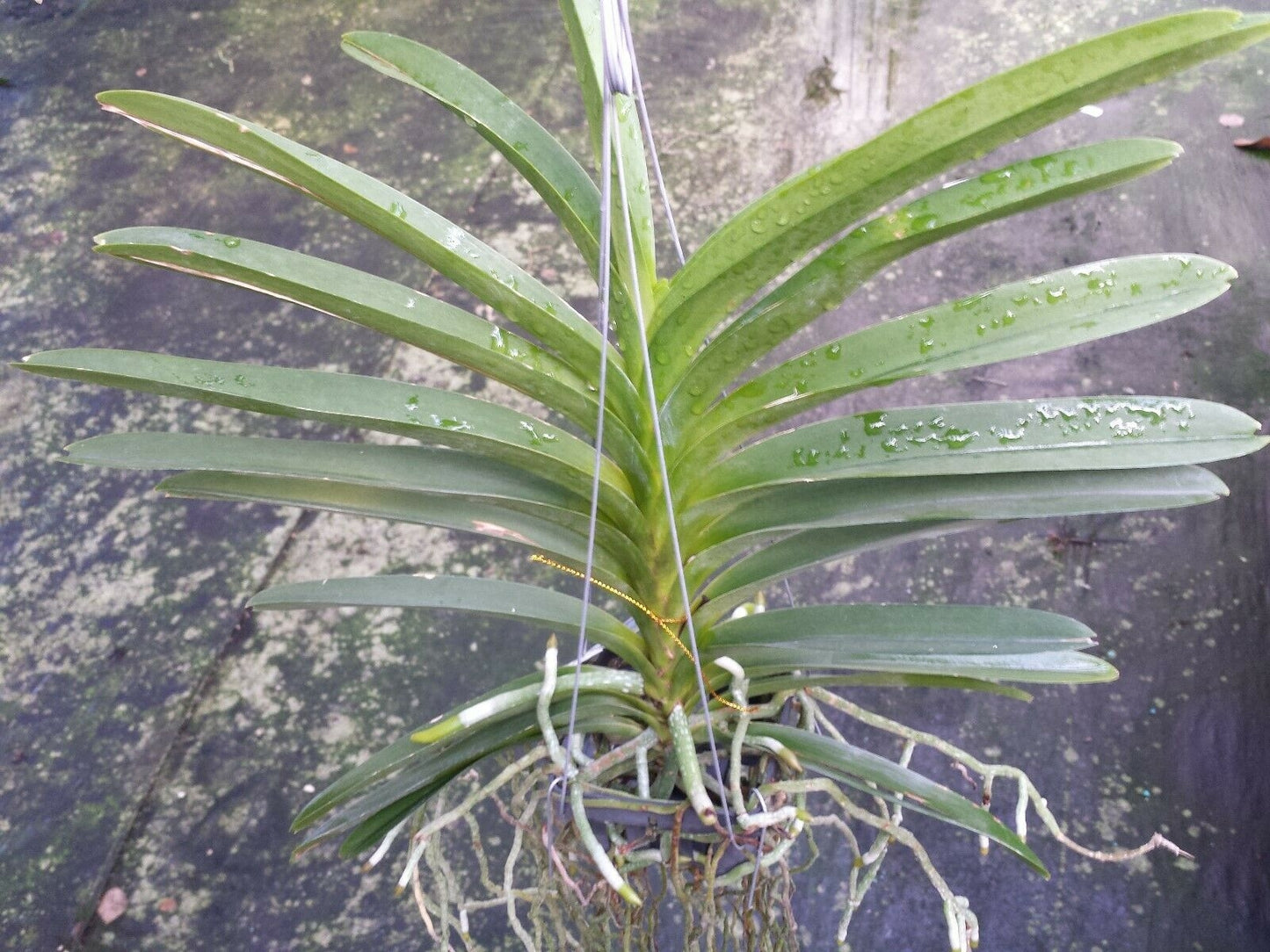 Vanda Chulee Classic Blue, Pink or Red