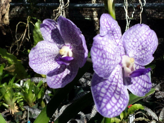 Vanda Chulee Classic Blue, Pink or Red