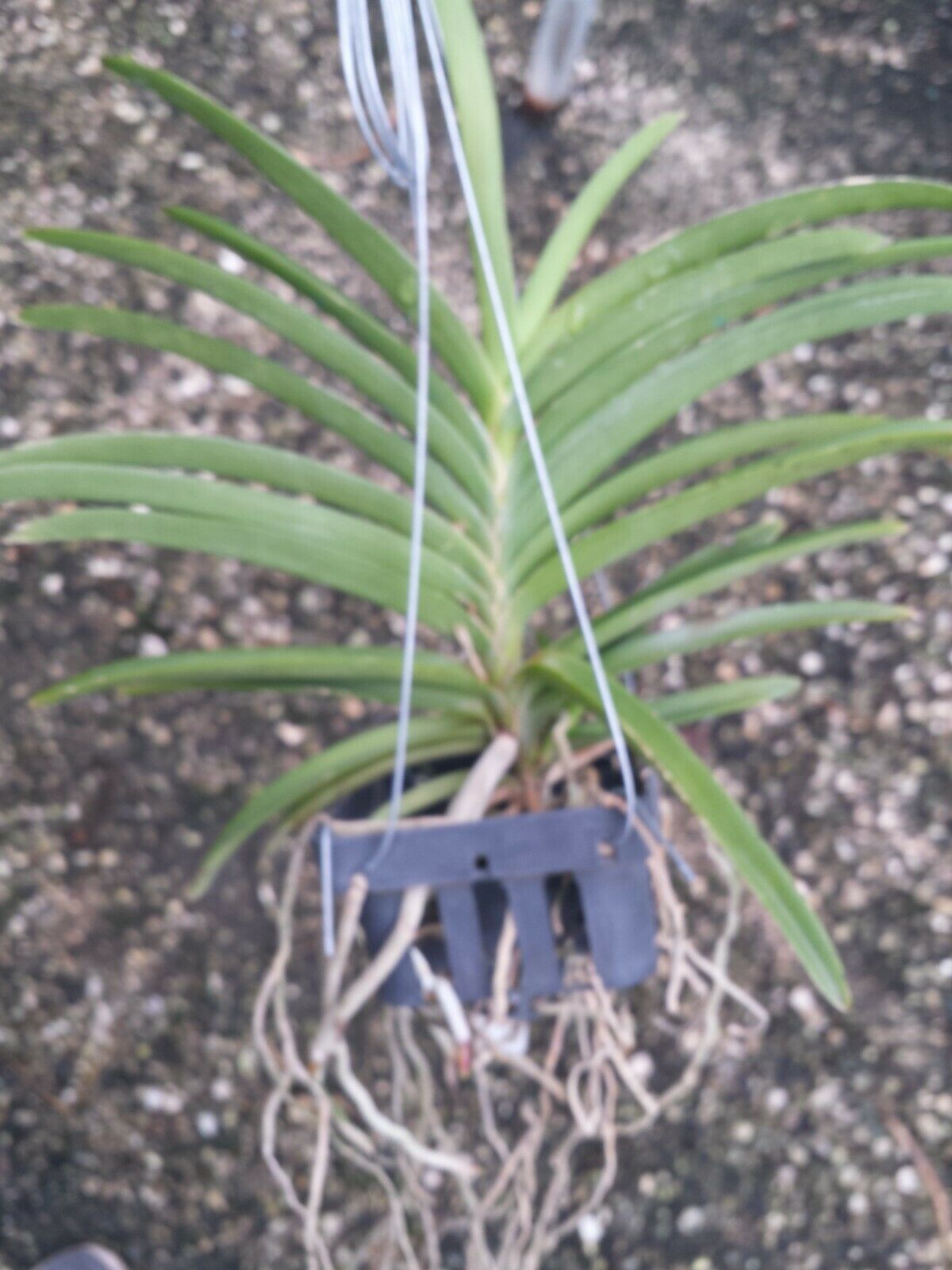 Vanda Happy Christie