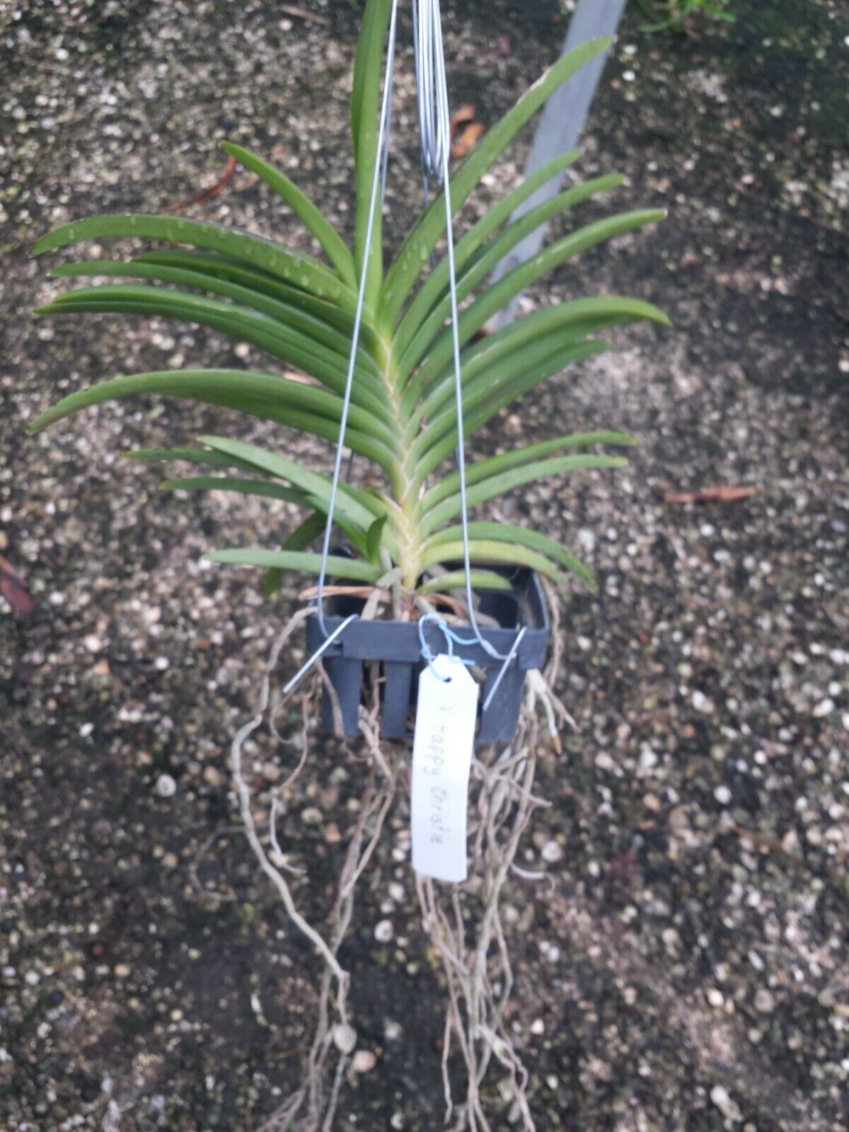 Vanda Happy Christie