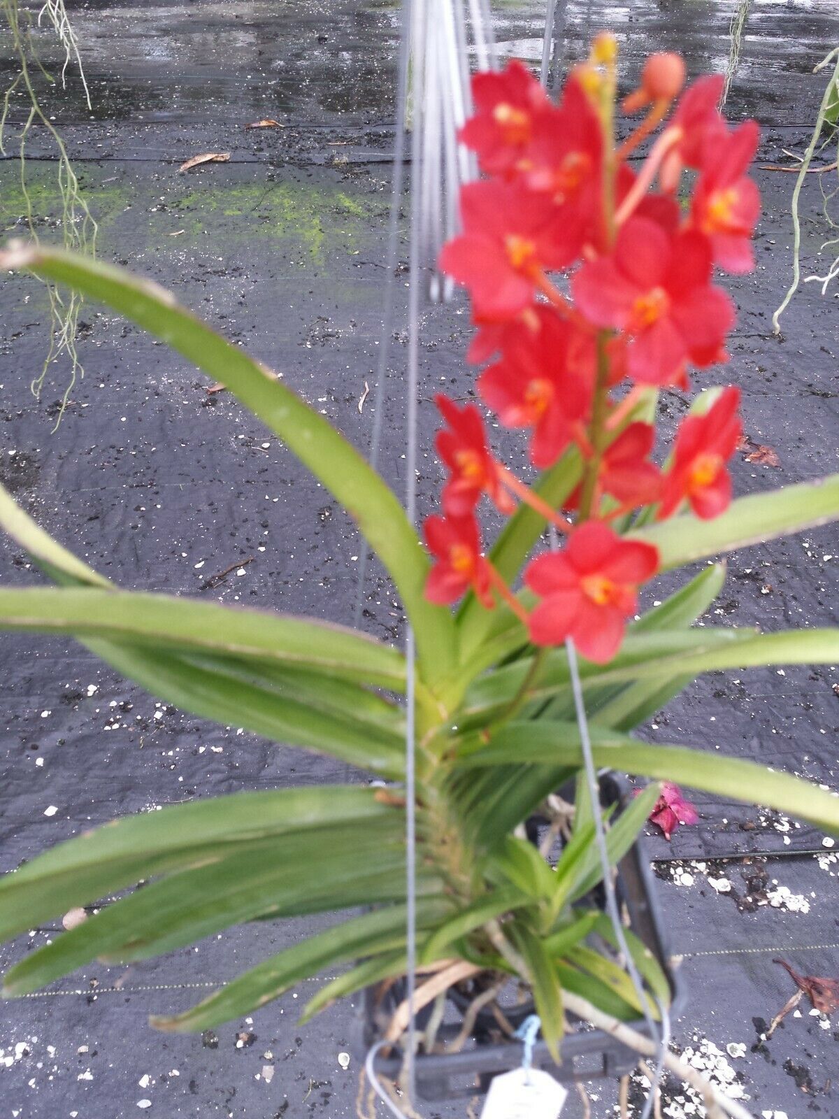 Vanda Happy Christie