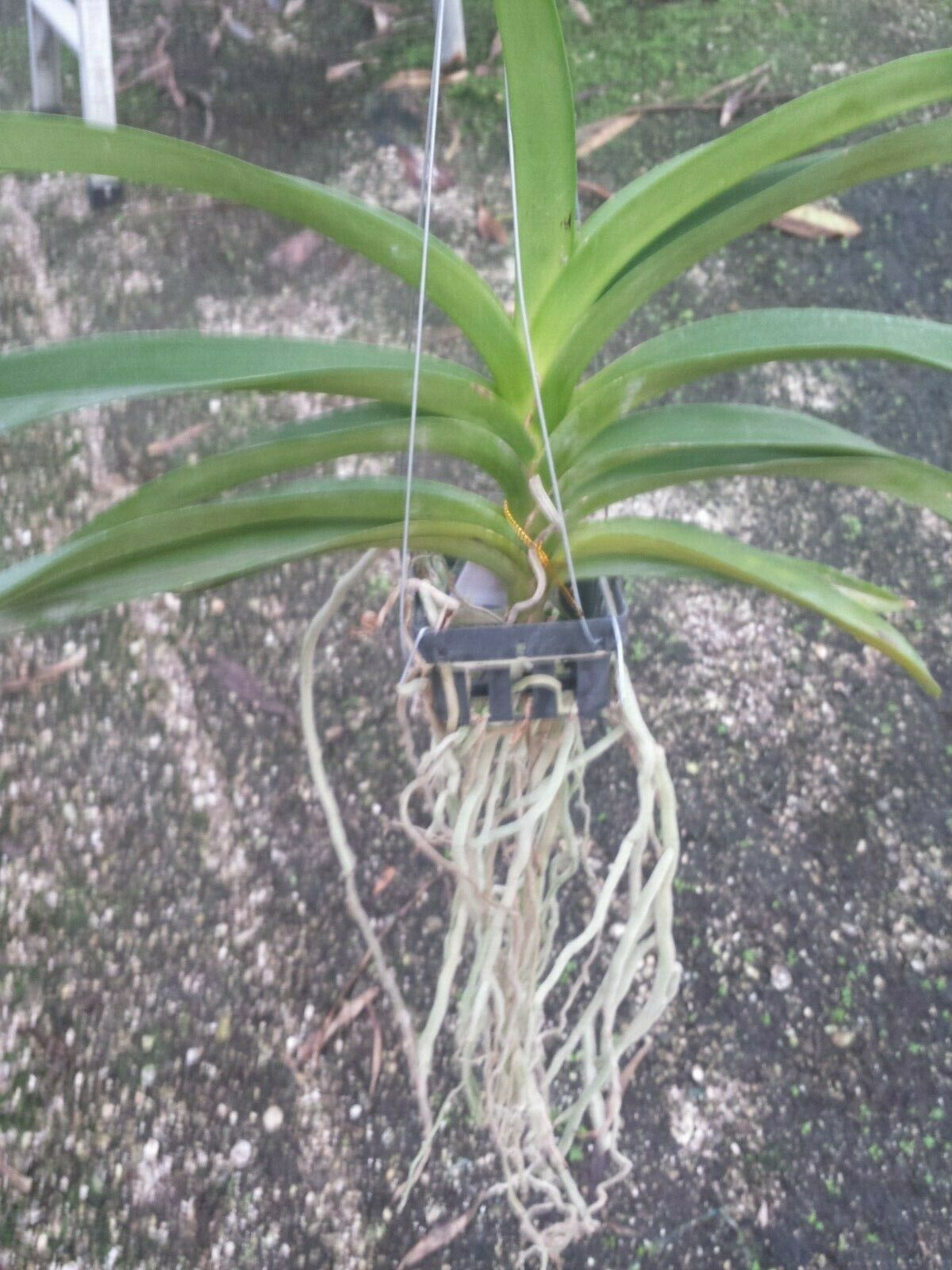 Vanda Happy Gifu Starry Night