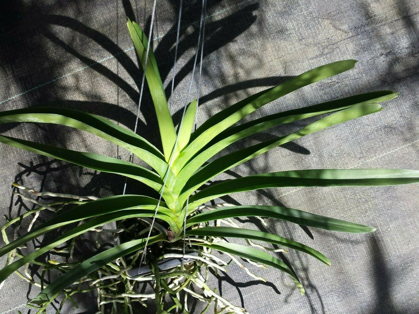Vanda Happy Gifu Starry Night