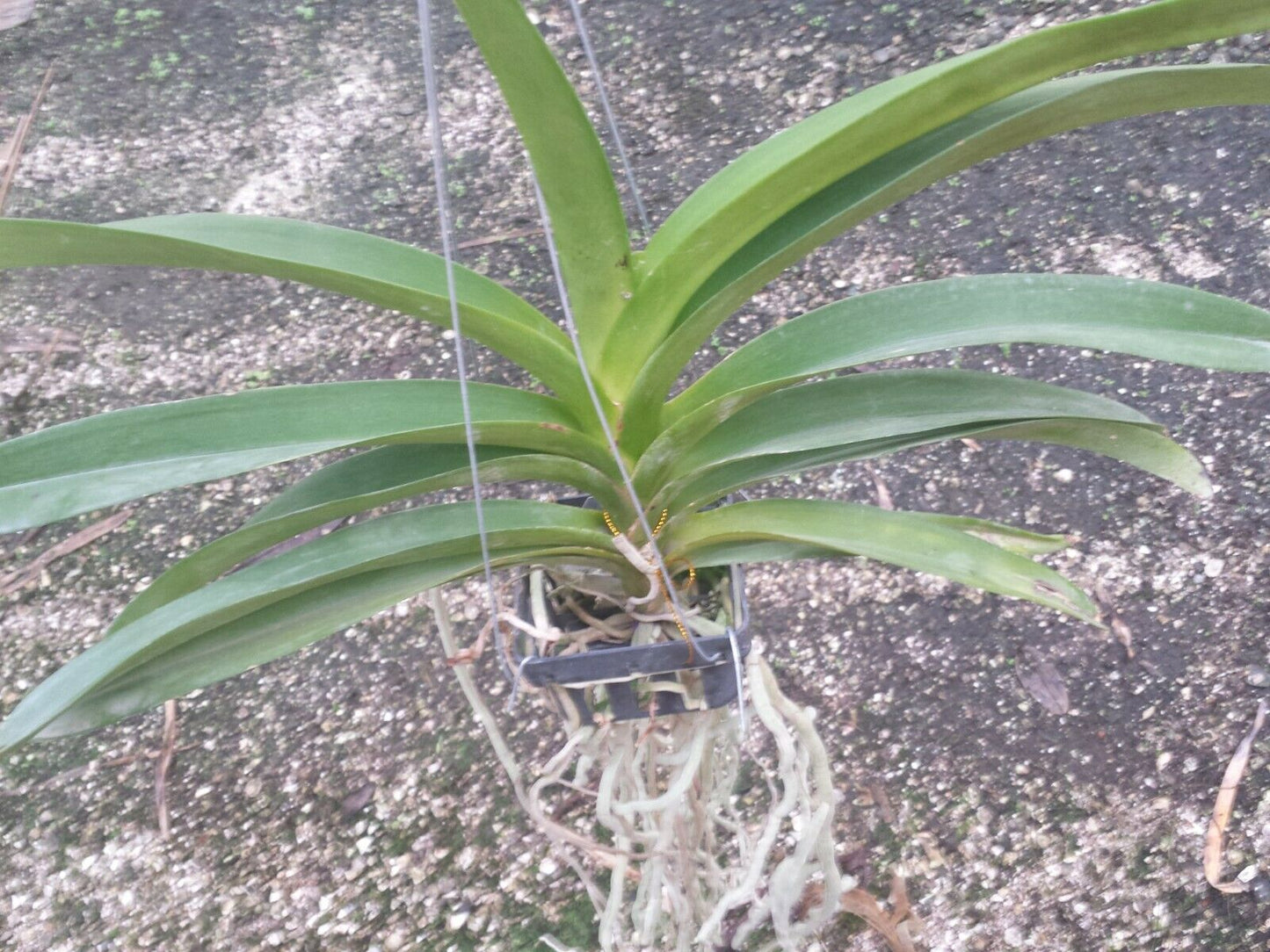 Vanda Happy Gifu Starry Night