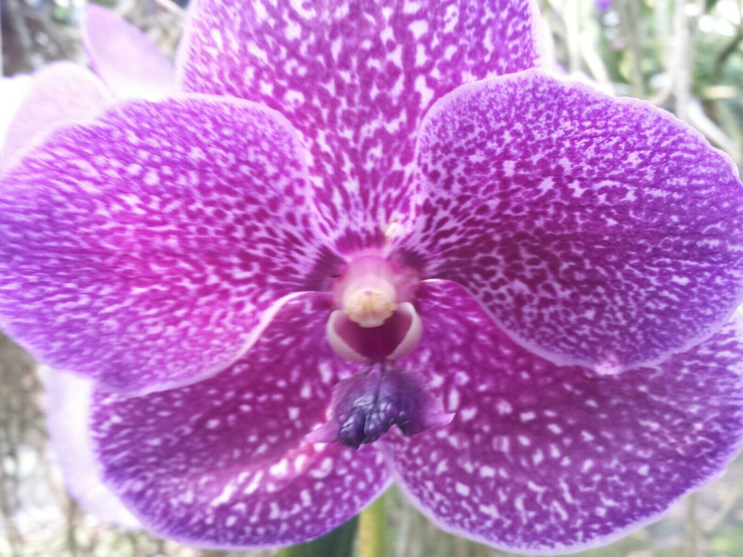 Vanda Happy Gifu Starry Night