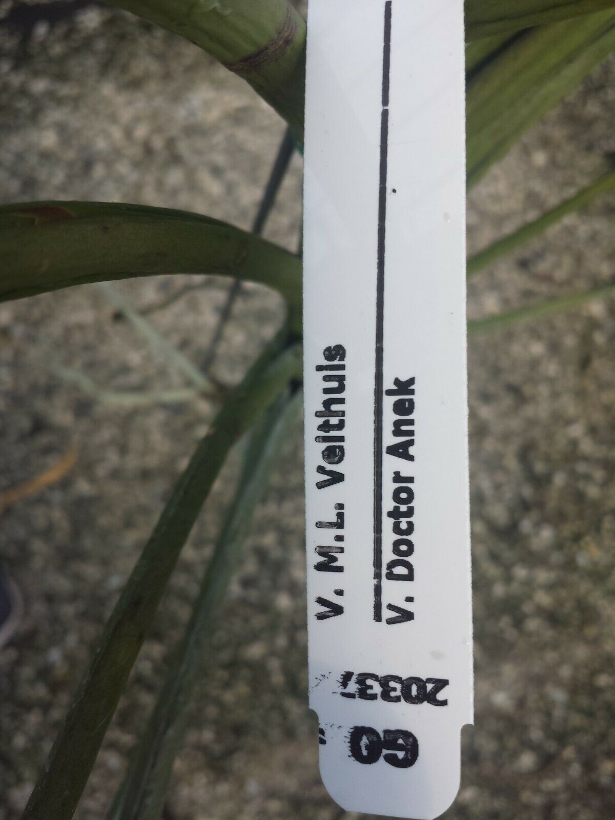 Vanda ML Velthuis x Dr Anek Full Sun Mad Happenings Special