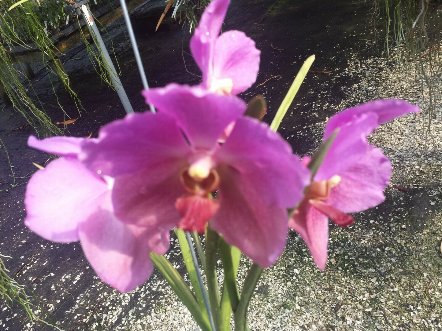 Vanda ML Velthuis x Dr Anek Full Sun Mad Happenings Special