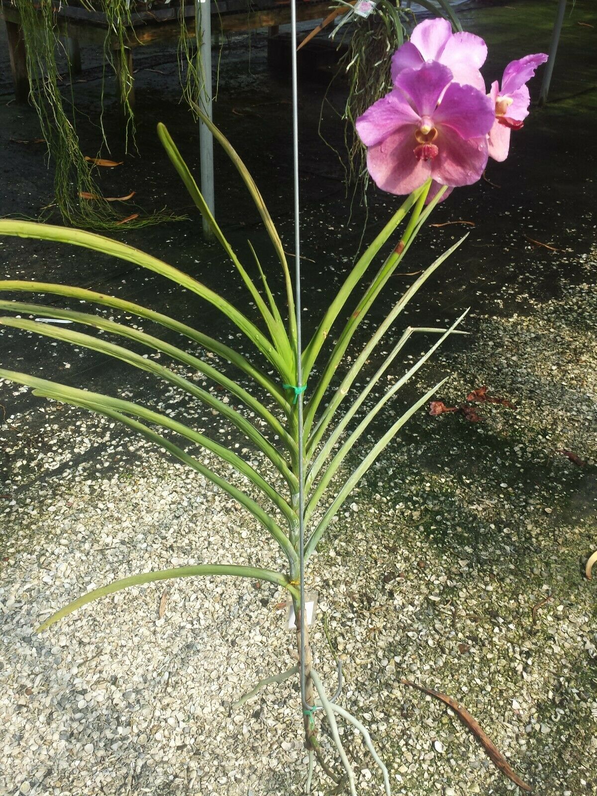Vanda ML Velthuis x Dr Anek Full Sun Mad Happenings Special