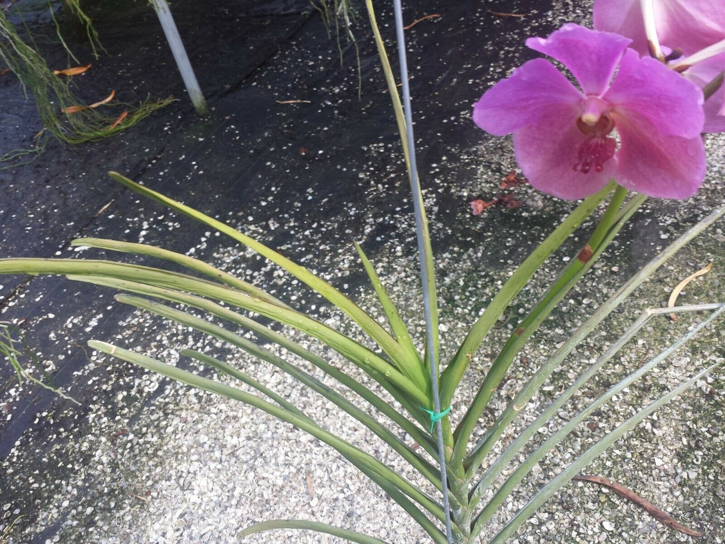 Vanda ML Velthuis x Dr Anek Full Sun Mad Happenings Special