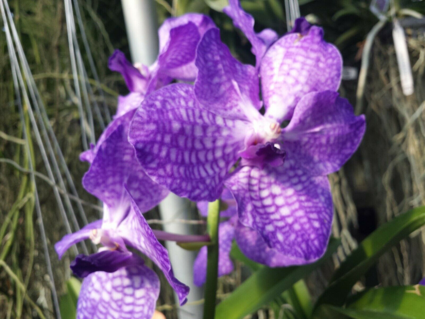 Vanda Pakchong Blue