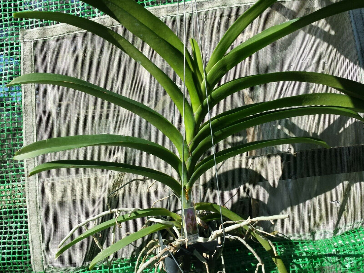 Vanda Pakchong Blue