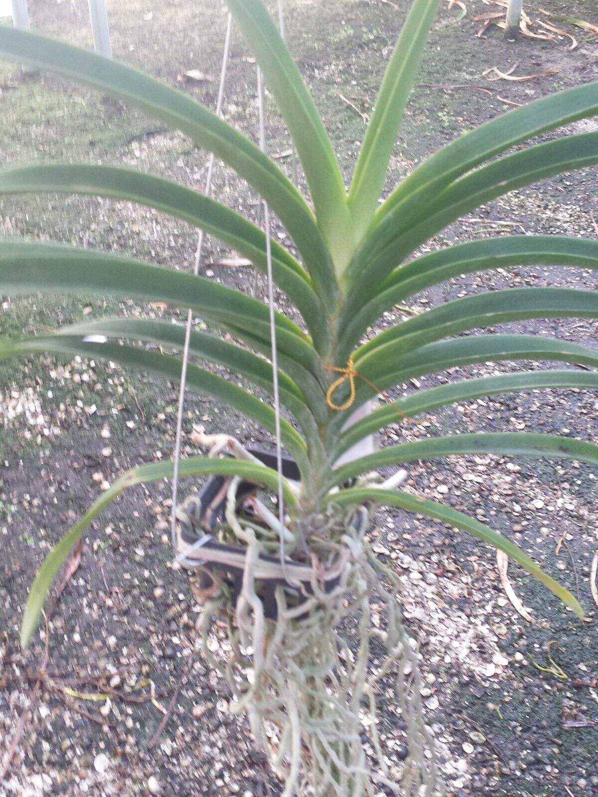 Vanda Pakchong Blue