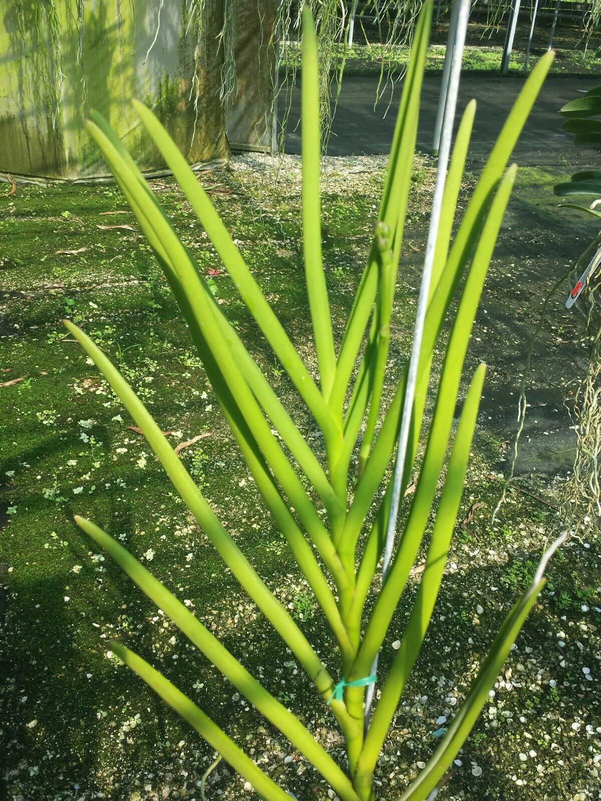 Vanda Papilionanda Hua Hin Full Sun Exotic Tropical Plant