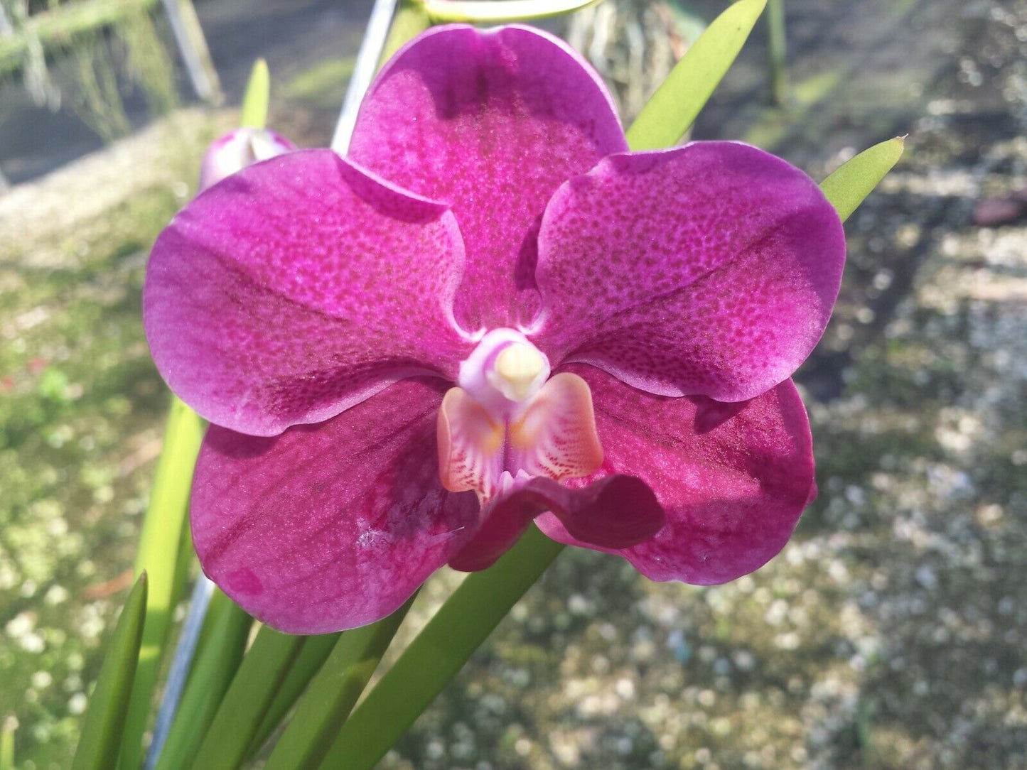 Vanda Papilionanda Hua Hin Full Sun Exotic Tropical Plant