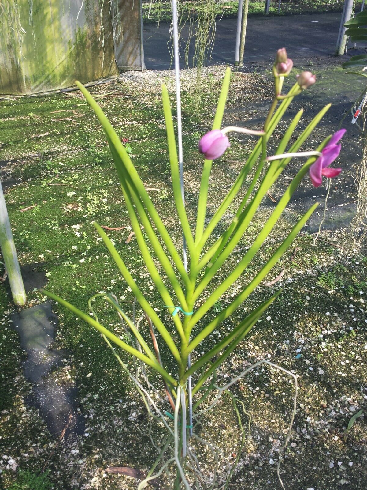 Vanda Papilionanda Hua Hin Full Sun Exotic Tropical Plant