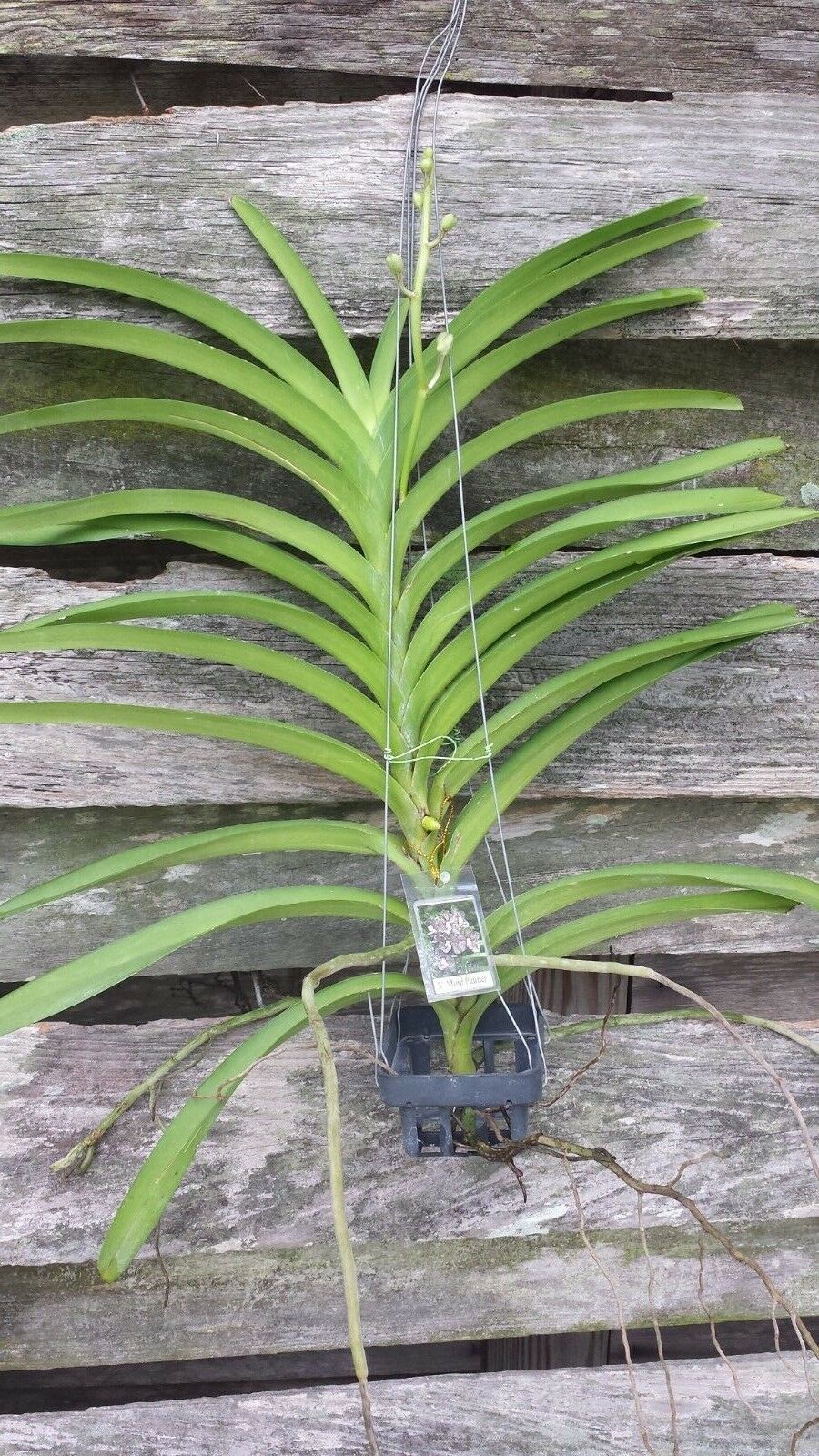 Vanda Papilionanda Mimi Palmer very Fragrant