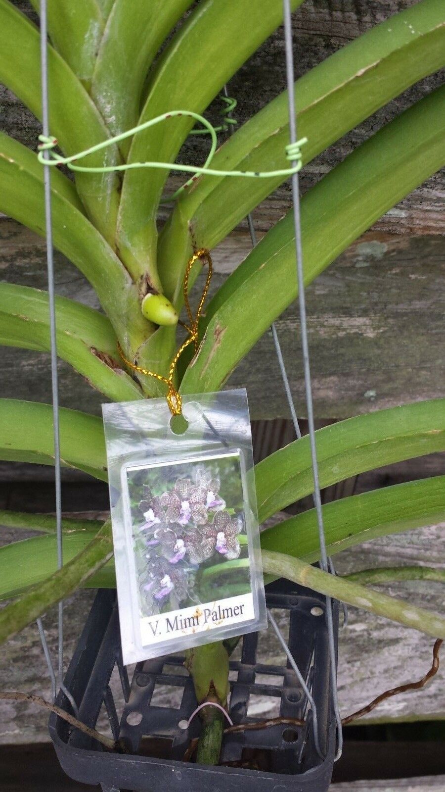 Vanda Papilionanda Mimi Palmer very Fragrant