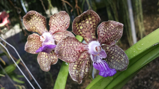 Vanda Papilionanda Mimi Palmer very Fragrant