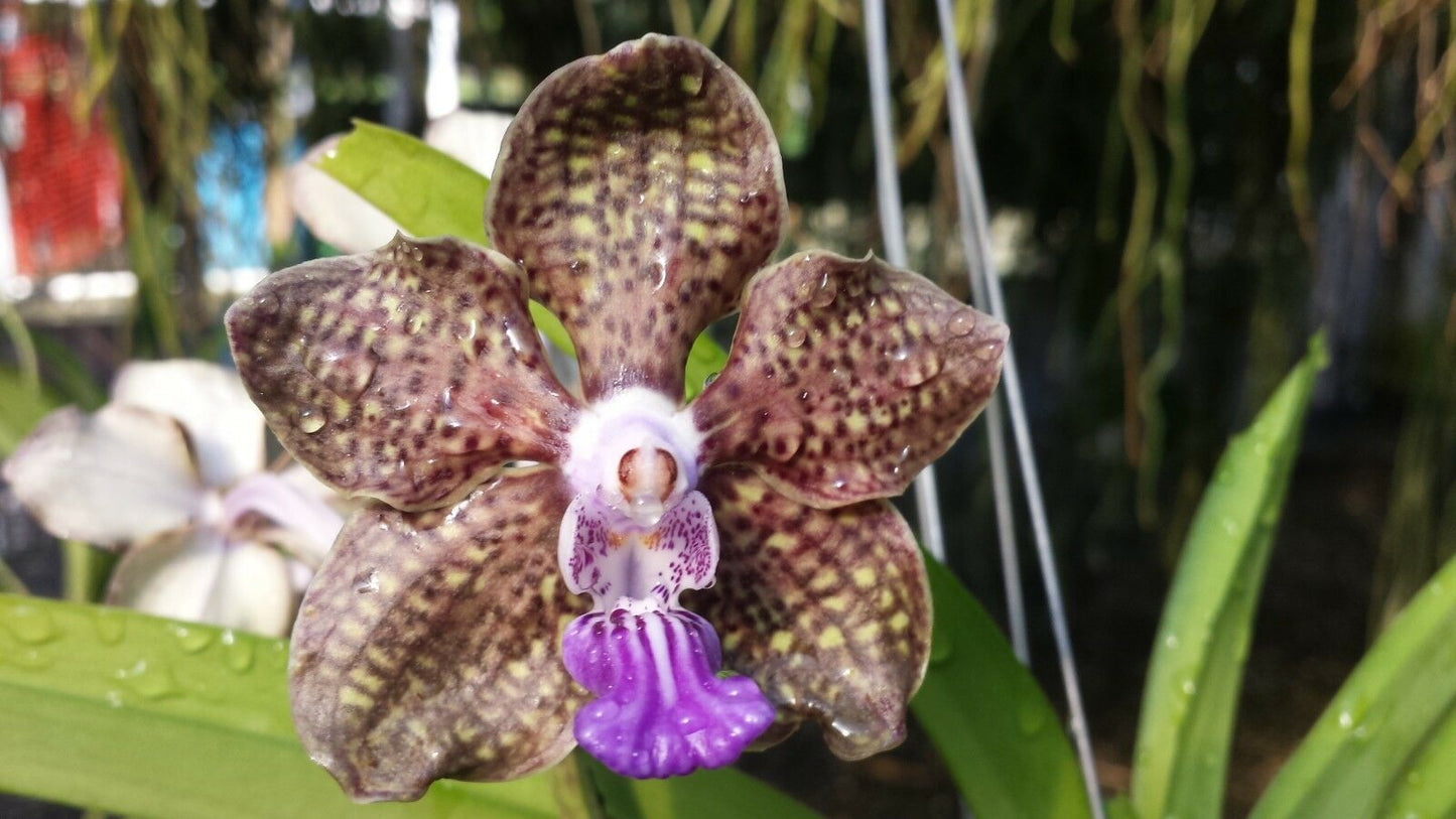 Vanda Papilionanda Mimi Palmer very Fragrant