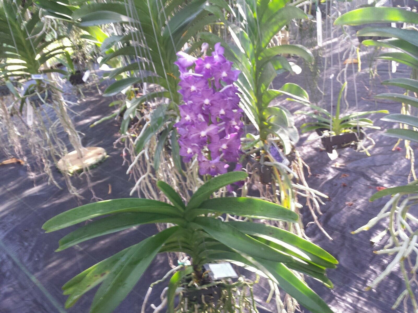 Vanda Ploenpit Blue Fragrant Tropical Plants