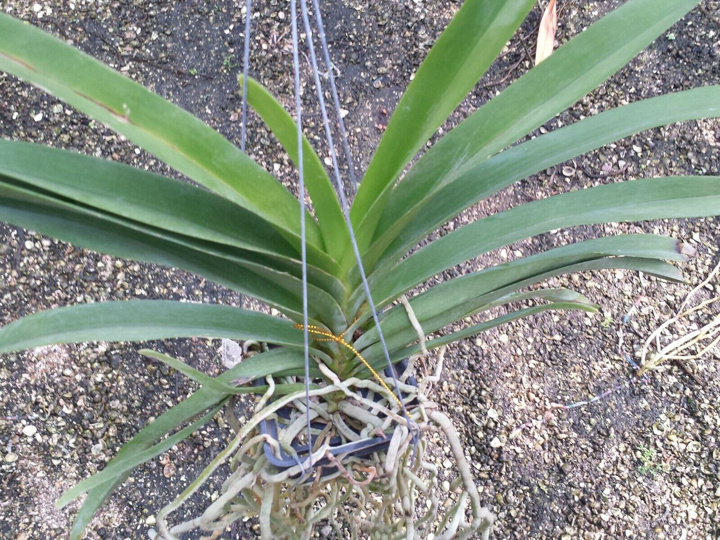 Vanda Ploenpit Blue Fragrant Tropical Plants