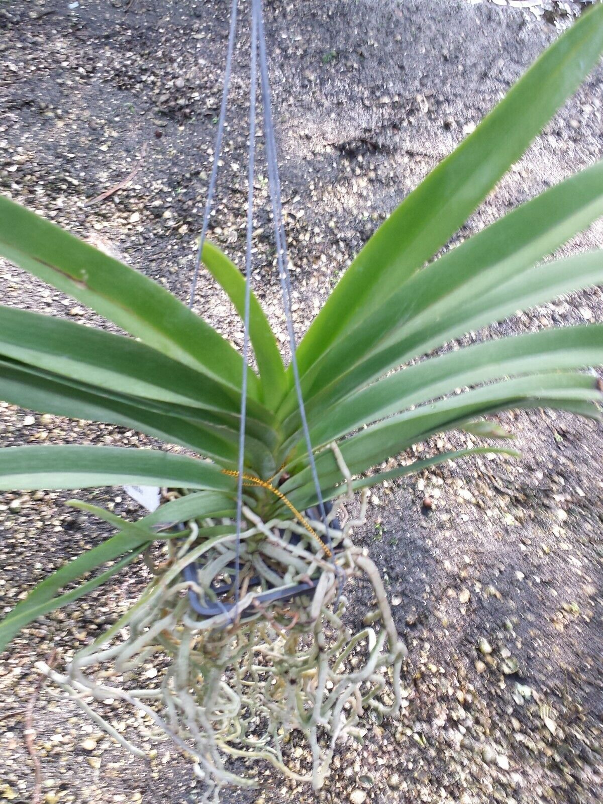 Vanda Ploenpit Blue Fragrant Tropical Plants