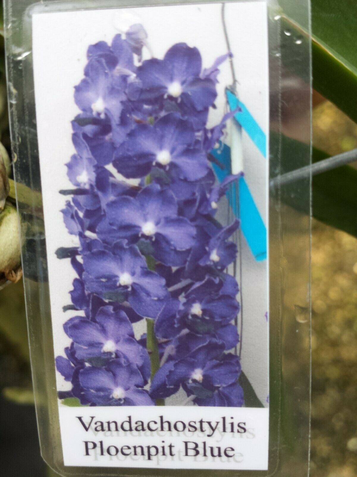 Vanda Ploenpit Blue Fragrant Tropical Plants