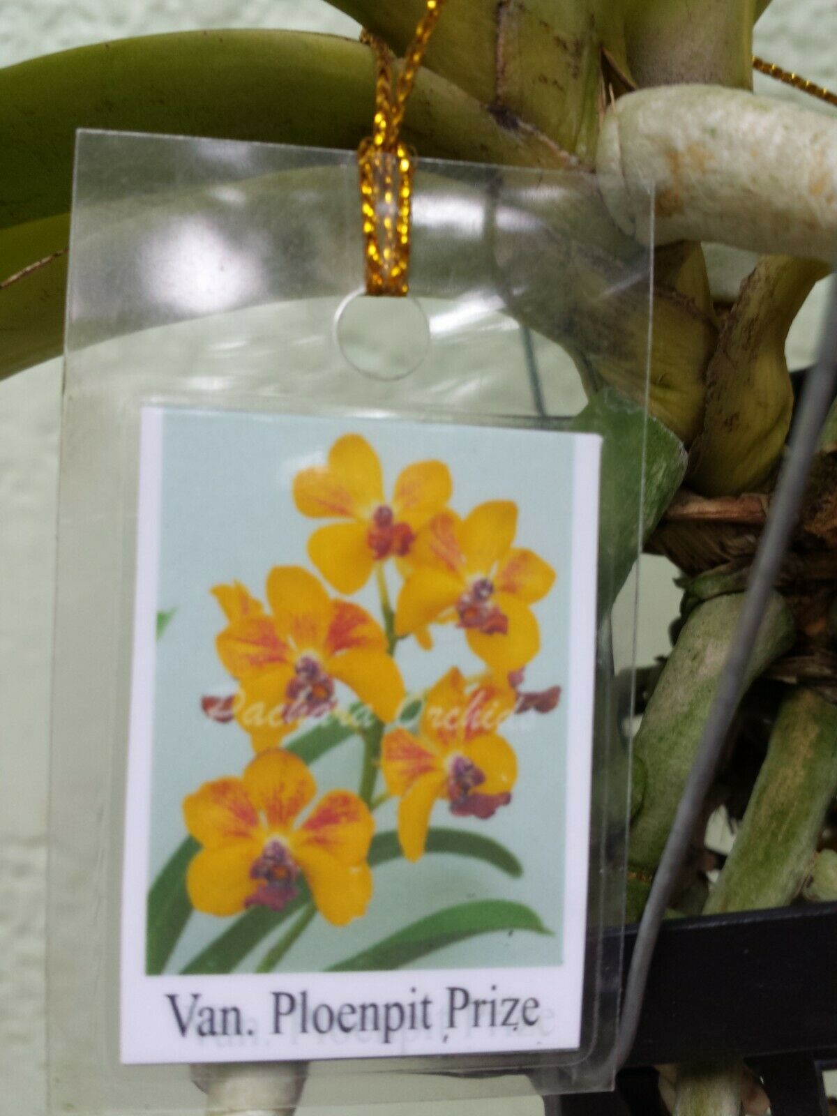Vanda Ploenpit Prize Fragrant Tropical Plants