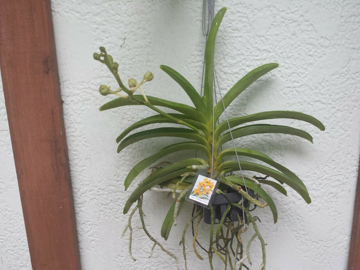 Vanda Ploenpit Prize Fragrant Tropical Plants