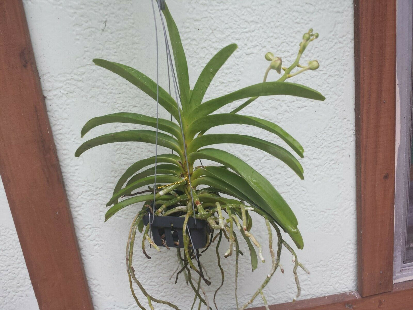 Vanda Ploenpit Prize Fragrant Tropical Plants