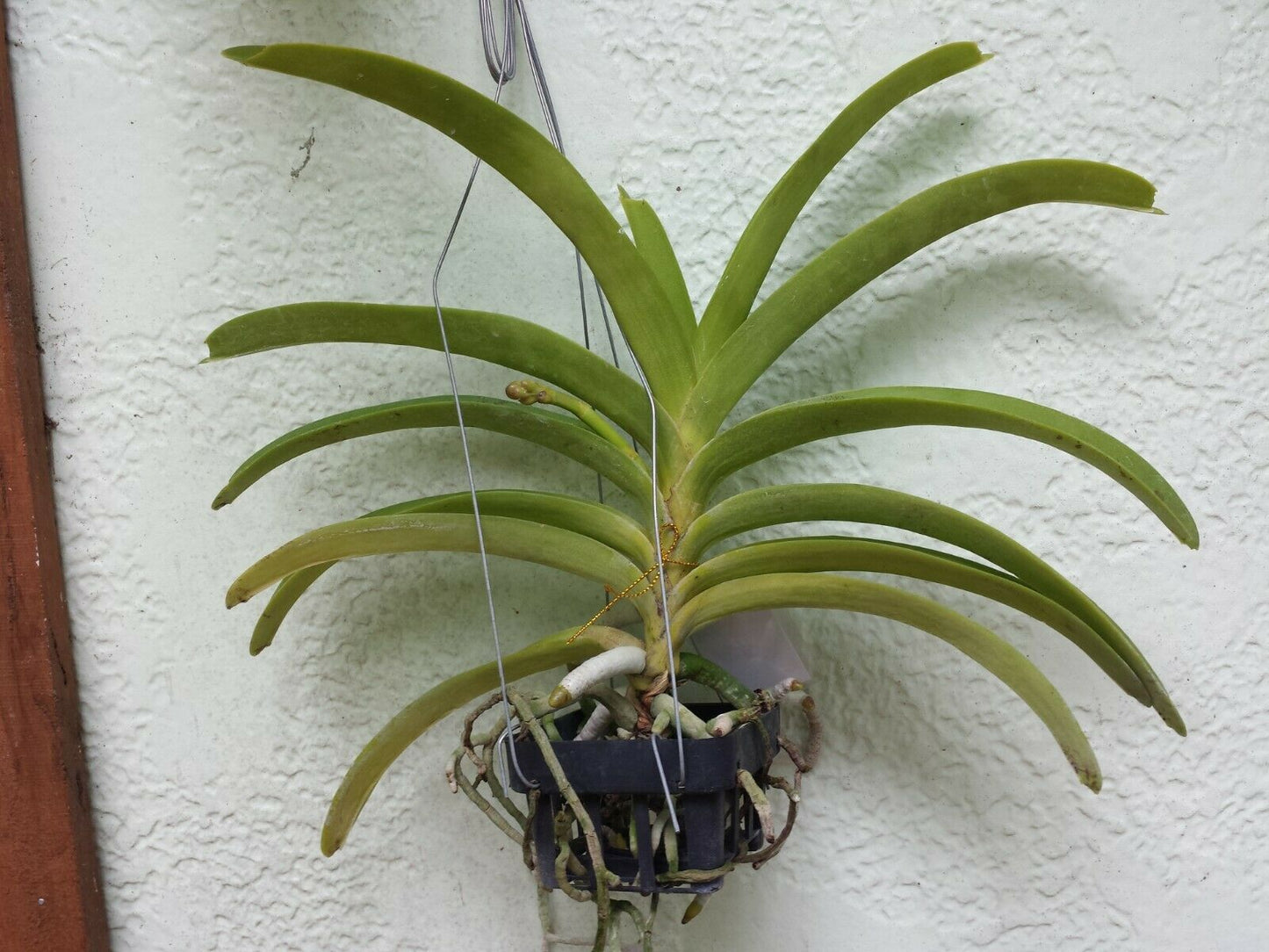 Vanda Ploenpit Prize Fragrant Tropical Plants