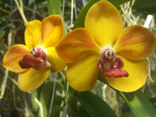 Vanda Ploenpit Prize Fragrant Tropical Plants