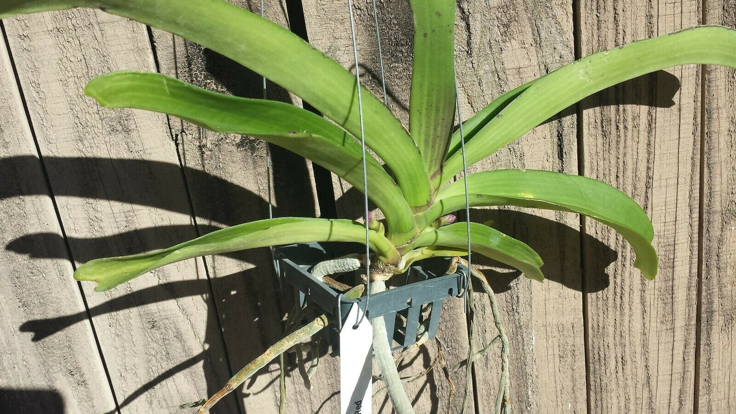 Vanda Rhynchostylis gigantea Cartoon Fragrant