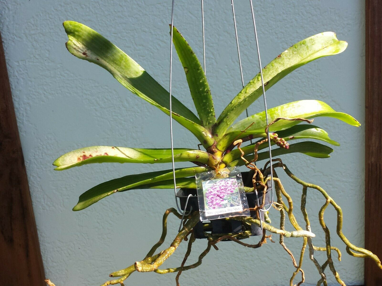 Vanda Rhynchostylis gigantea Cartoon Fragrant