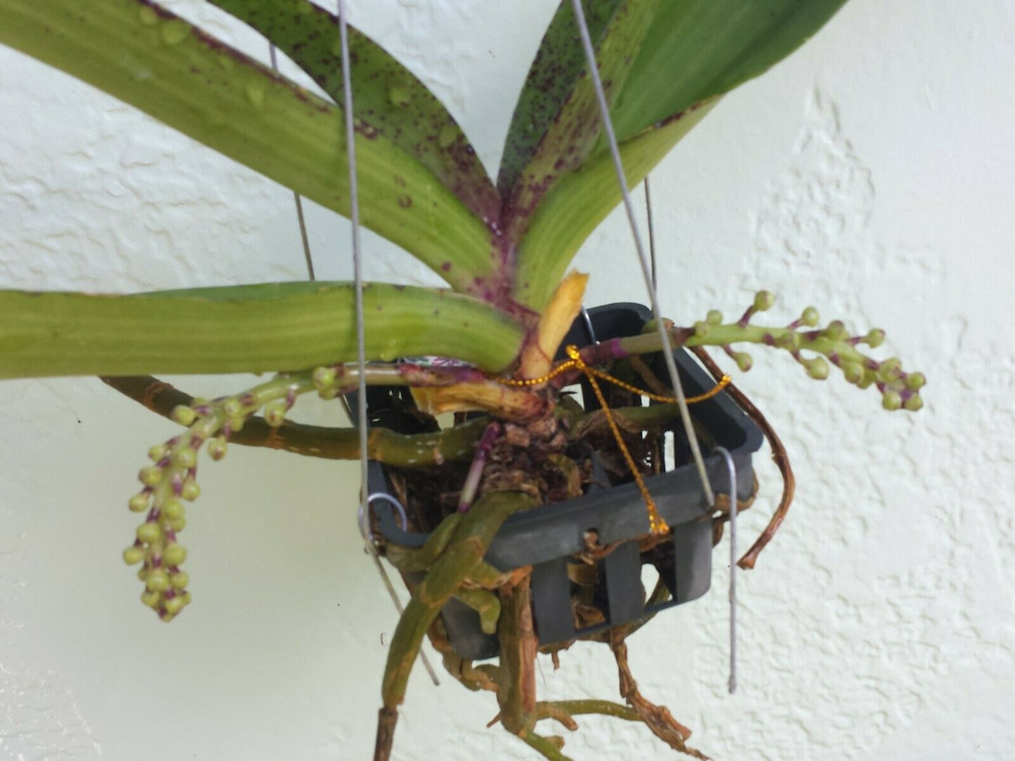 Vanda Rhynchostylis gigantea Cartoon Fragrant